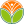 雏菊价格