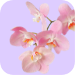 【上海相亲】兰花社交婚恋