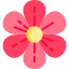 诺朵儿花网