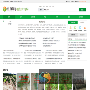 柏树图片