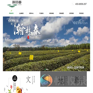 日照绿茶