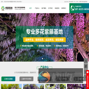 辽源进口紫藤公司