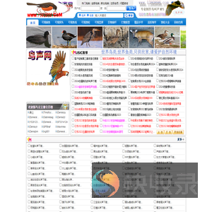 鸟声网
