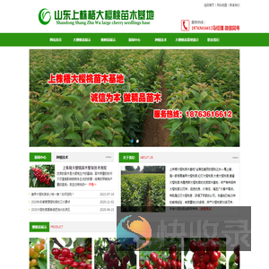 潍坊美早黄蜜布鲁克斯俄罗斯8号大樱桃树苗批发