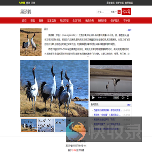 黑颈鹤