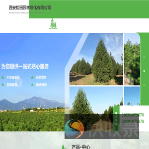陕西白皮松批发