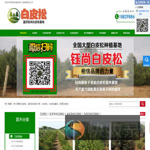 白皮松批发价格直销全国