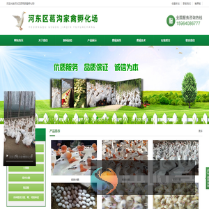 鹅苗孵化厂,临沂鹅苗孵化厂
