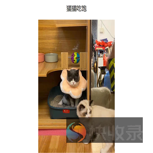 猫猫吃饱