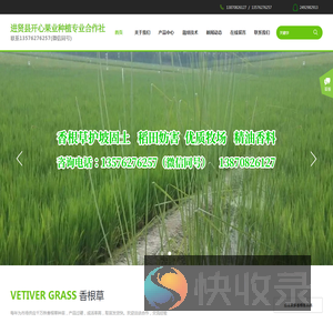 江西香根草网