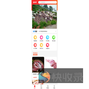 伏牛山生态羊