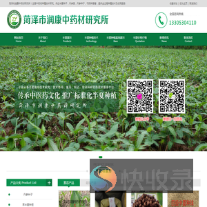 半夏种子,半夏种苗,半夏种植基地,半夏种球批发,半夏种茎价格