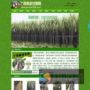 黑皮甘蔗：探寻优质甘蔗的源头
