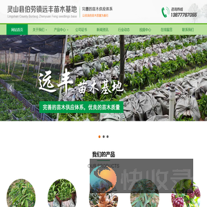 广西哪有奇楠沉香苗