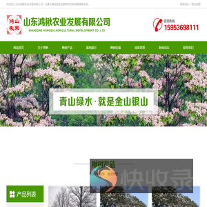 楸树苗,速生楸树