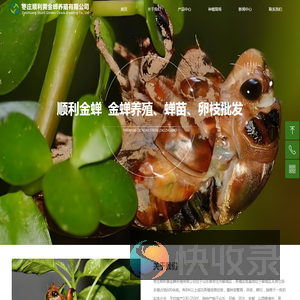 金蝉养殖