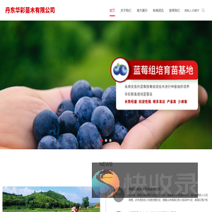 丹东华彩苗木有限公司