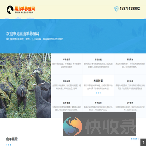 黑山羊价格