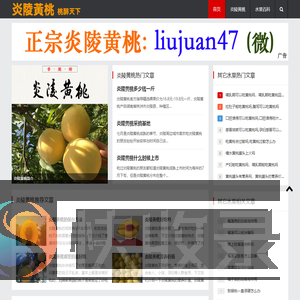 正宗炎陵黄桃基地直供