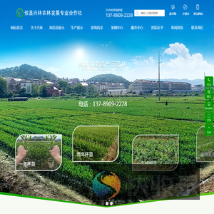 高产油茶苗基地