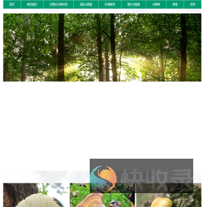 树顶漫步Treetopwalk