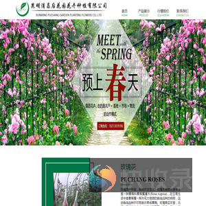 昆明玫瑰花苗
