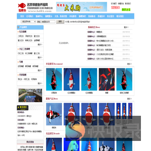 中国锦鲤鱼养殖网,锦鲤