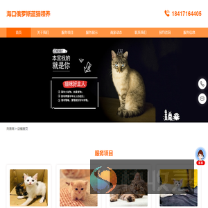 海口俄罗斯蓝猫领养