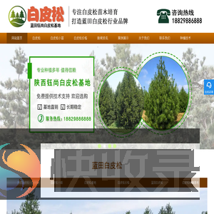 白皮松