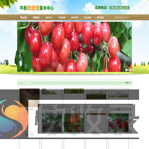 山楂苗