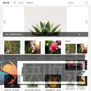 蒜之花网