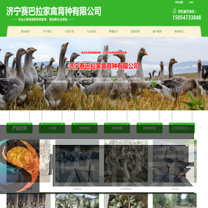 小灰鹅苗