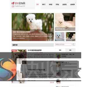 茶杯犬,茶杯猫,小香猪,迷你袖珍泰迪贵宾狗