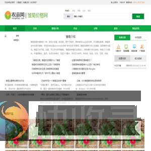 雏菊价格