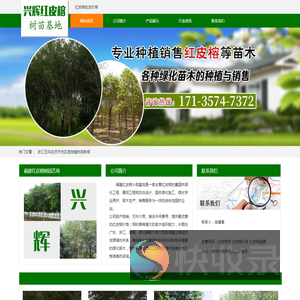 红皮榕价格