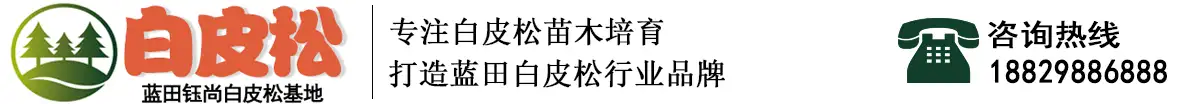 白皮松
