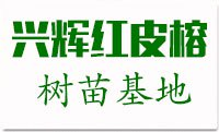红皮榕价格