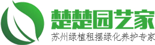 苏州绿植租赁