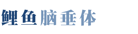 鲤鱼脑垂体