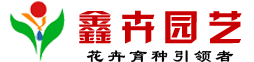 花卉种子,草花种子,野花组合种子,花种子,宿根花卉种子